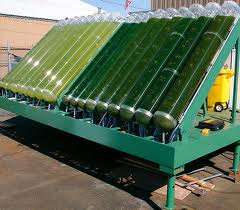 algae farm 1