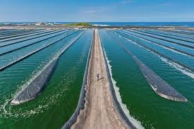 algae farm 2