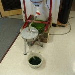 cf algae 2