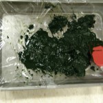 cf algae 4