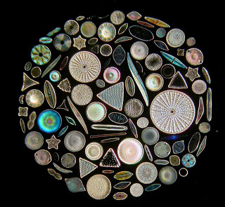 diatom3